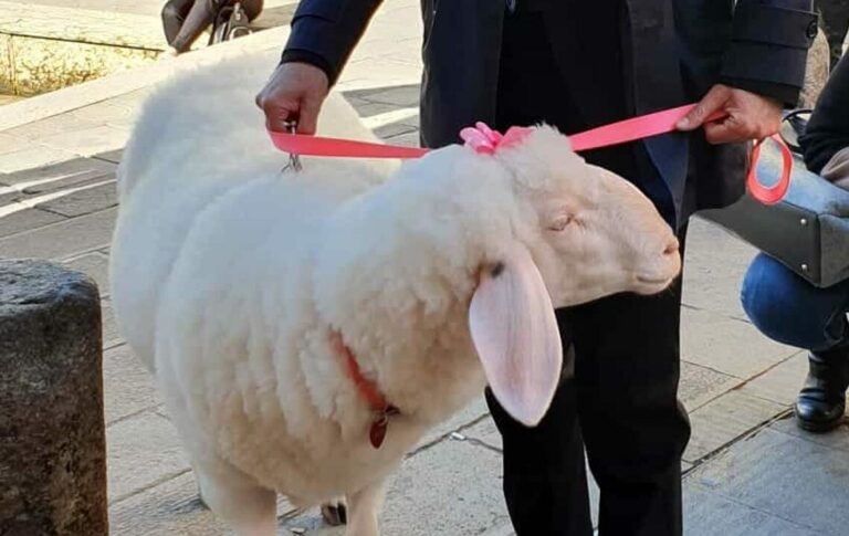 Was macht ein Schaf in Venedig?