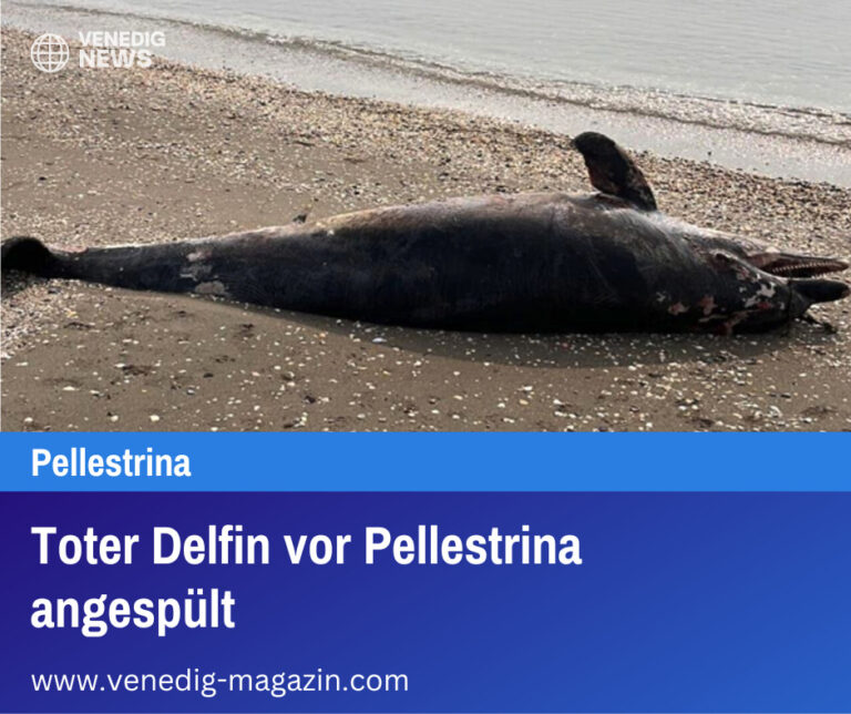 Toter Delfin vor Pellestrina angespült